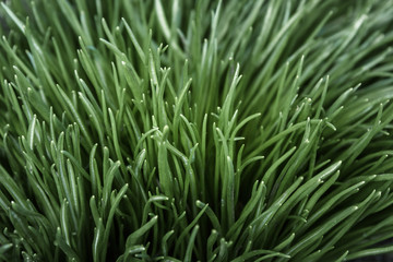 Fototapeta na wymiar background of green grass isolated closeup