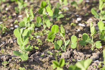 young green peas