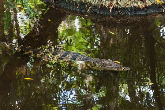 Wildlife Crocodile sleep in a swamp for hunting.