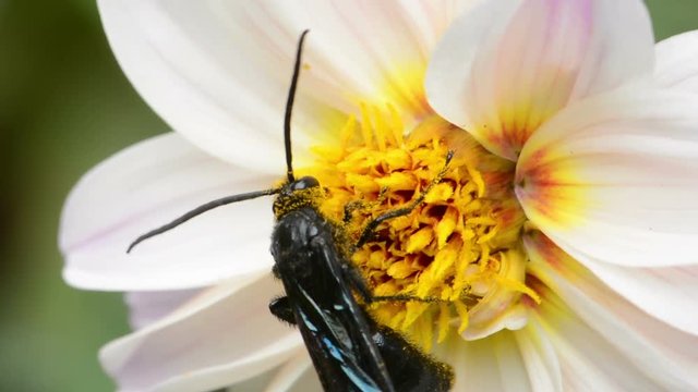 Honey Bee On Flower Close Up