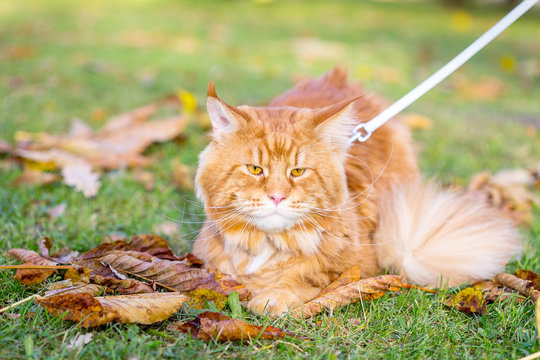 Nice Beautiful Cute Red Maine Coon Cat sitting on the Grass in the Park, Autumn Wallpaper