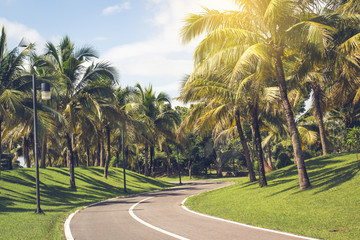 walkway with coconut palm trees.