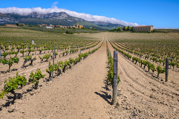 Vi&ntilde;edos con el pueblo de P&aacute;ganos, Rioja Alavesa (Espa&ntilde;a)