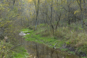 Autumn Creek In The Woods