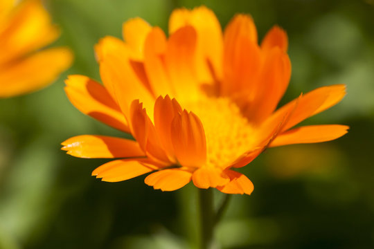 orange flowers of calendula
