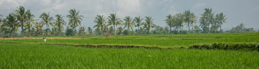 Fototapeta premium Green field with a couple of trees at the foot of the mountains under the blue sky (Singapore)