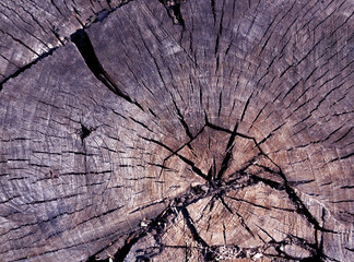 Old blue toned tree cut surface.