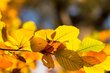 Gelbe und Orangene Blätter im Herbst