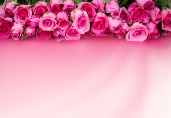 border of Beautiful fresh sweet pink rose for love romantic 