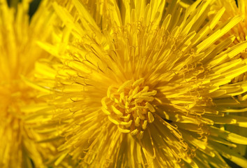 yellow dandelions in spring
