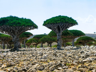 Dragon tree forest, endemic plant of Socotra island, Yemen