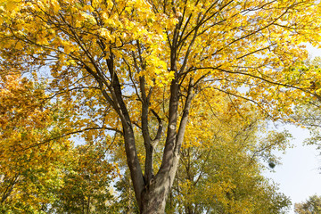 Obraz premium Maple Park in autumn