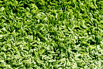Green and beige color carpet surface.