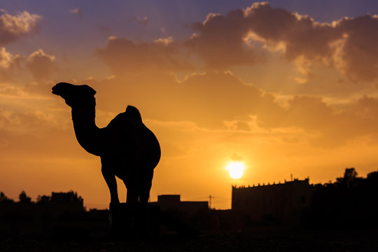 Camel Silhouette - Morocco