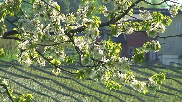 Die &Auml;ste und Bl&uuml;ten des Kirschbaumes schaukeln im Wind