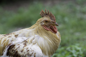 Rooster on a background blur