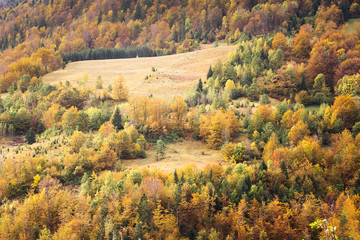 Autumn on mountain Tara,Serbia