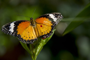 Fototapeta premium Schmetterling