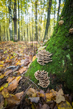 Trametes versicolor