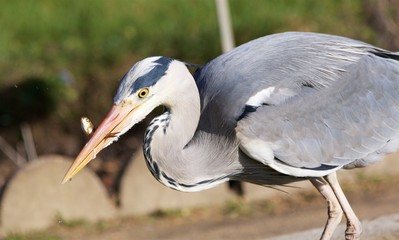 heron cendre