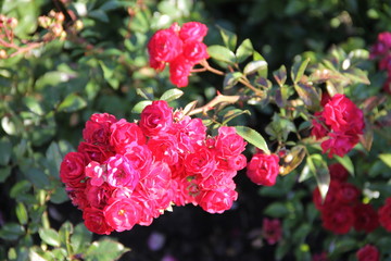 Красивый куст ярко розовых роз