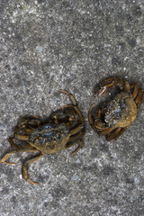 Two fresh crabs on a gray background, top view