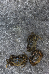 Three fresh crabs on a gray background, top view