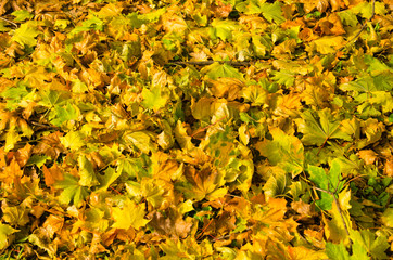 Autumnal background of colored maple leaves