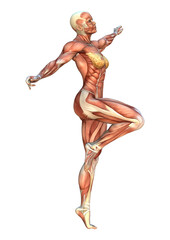 3D Rendering Muscle Maps