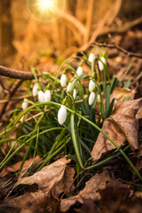 Snowdrops in the park