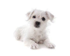Maltese Westie puppy