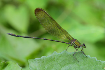 Dragonfly in Thailand and Southeast Asia.