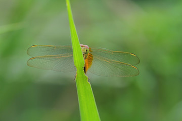 Dragonfly in Thailand and Southeast Asia.