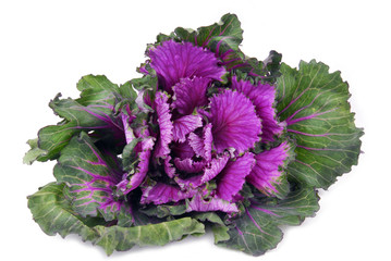 kale cabbage button hole isolated on white
