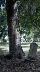 Tombstone close to tree on cemetery