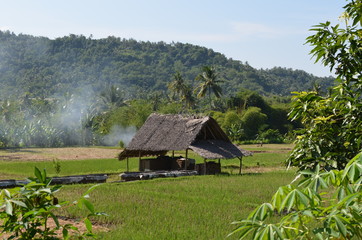 Fototapeta na wymiar Ricefield in Vietnam