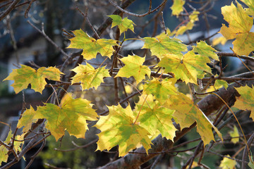 Maple leaves