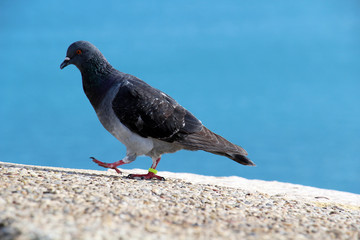 Portrait d'un pigeon seul bagué sur fond bleu 