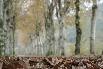 Dried leaves on a country road surrounded by trees in autumn
