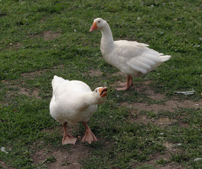 geese