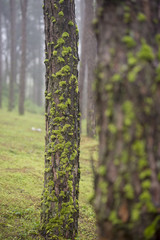 Beautiful Pine bark in pine forest with moss