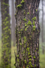 Beautiful Pine bark in pine forest with moss