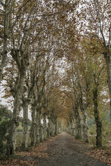 Obraz premium Country road surrounded by trees in autumn