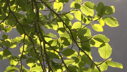 Bl&auml;tter im Sonnenschein