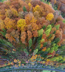 aerial view of the Carpathian forest in autumn
