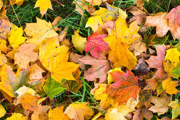 Yellow and red leaves on green grass, autumn ground texture.
