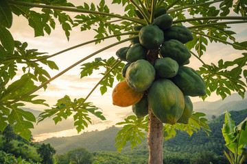 Green papayas on tree with mountain in background - obrazy, fototapety, plakaty