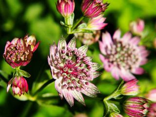 Blooming Astrantia major - great masterwort 