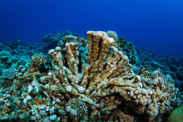 Coral garden
