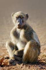 Young baboon relaxing in the cool morning sunrise, Kruger National Park